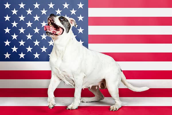 Requisitos para adoptar un perro en Estados Unidos 3